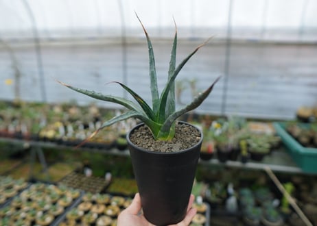 アガベ　ユタエンシス　Agave uthaensis