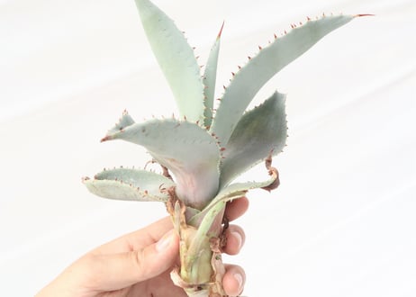 Agave pygmaea 'Dragon Toes'