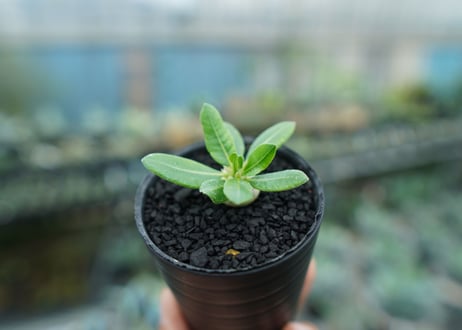 パキポディウム　恵比寿笑い　Pachypodium brevicaule　No.6