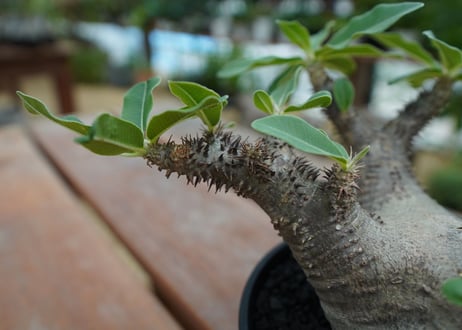 パキポディウム マカイエンセ　Pachypodium makayense　No.5