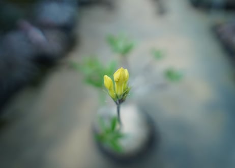 パキポディウム　グラキリス　 Pachypodium Gracilius  No.10