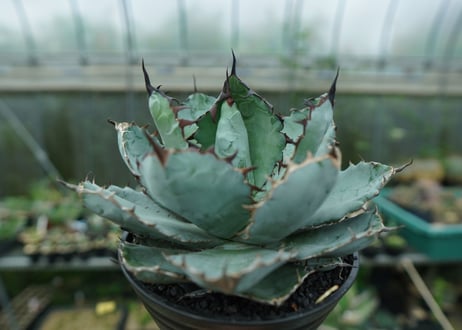 アガベ　チタノタ　 ブラックアンドブルー 　Agave titanota black and blue　No.1