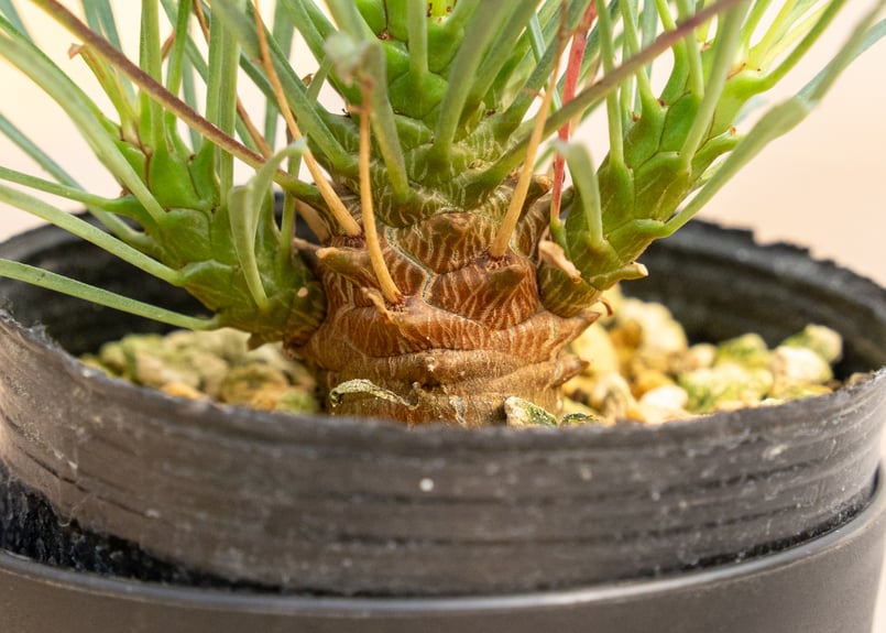 ユーフォルビア ムルチフォリア | mana's farm:塊根植物・アガベ