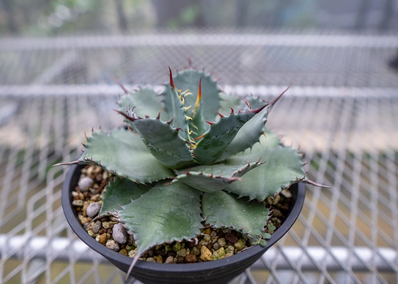 アガベ イシスメンシスxパラサナ | mana's farm:塊根植物