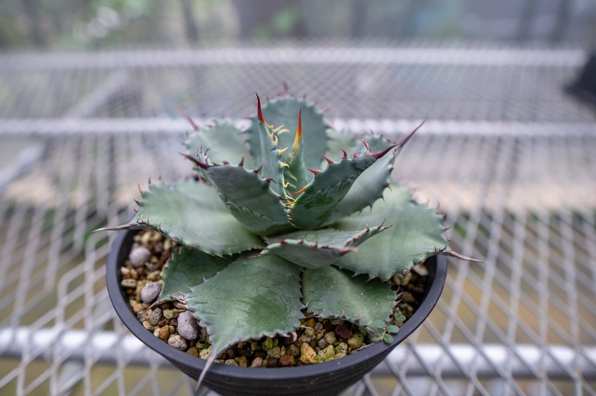 アガベ イシスメンシスxパラサナ | mana's farm:塊根植物・アガベ