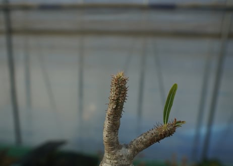 パキポディウム　グラキリス　 Pachypodium Gracilius  No.6