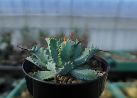 アガベ　ポタトラム　”スポーン”　agave potatorum "spawn" A7