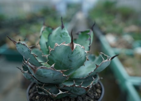 アガベ　チタノタ　 ブラックアンドブルー 　Agave titanota black and blue　No.1