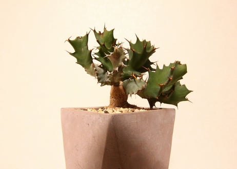 ユーフォルビア　トルチラマ　Euphorbia tortirama no.2