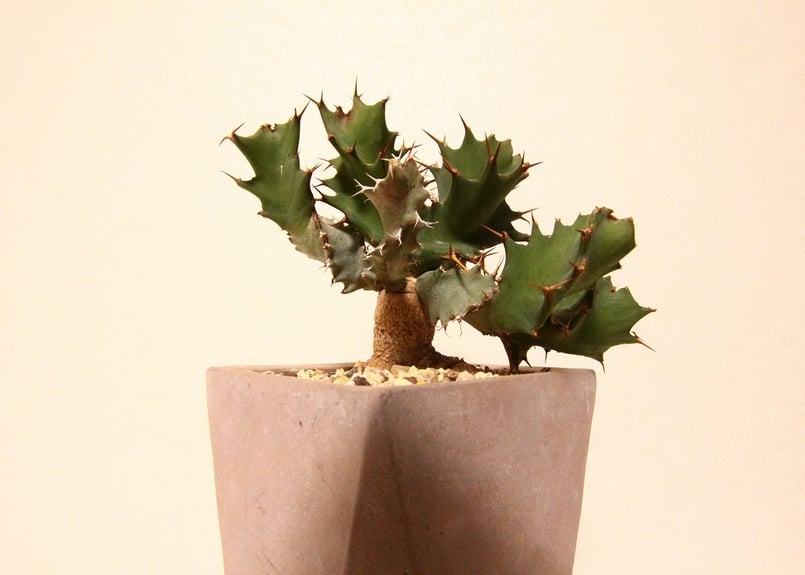 ユーフォルビア トルチラマ Euphorbia tortirama no.2 | mana's ユーフォルビア トルチラマ Euphorbia tortirama no.2 | mana's