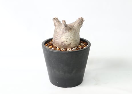 パキポディウム　カクチペス　未発根株