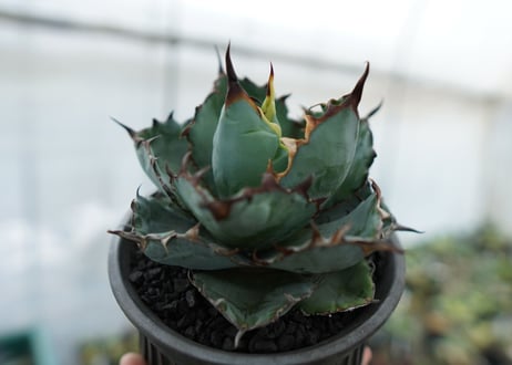 アガベ　チタノタ　 ブラックアンドブルー 　Agave titanota black and blue　NO.7