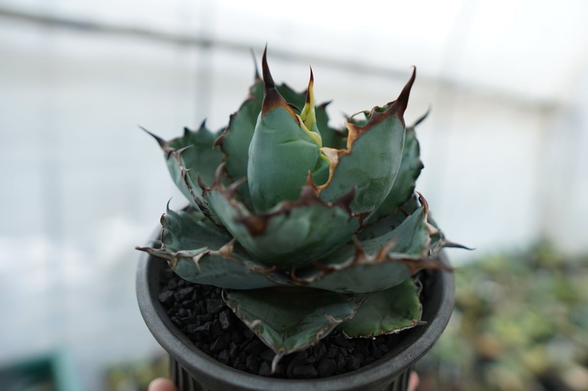 アガベ チタノタ ブラックアンドブルー Agave titanota black and