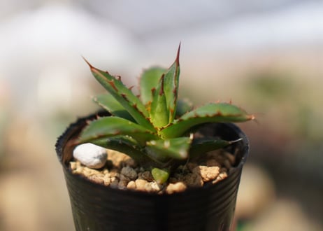 agave　ホリダ