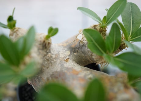 パキポディウム　エブレネウム　Pachypodium eburneum　No.1