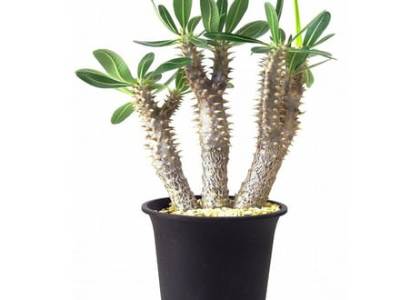 パキポディウム デンシフローラム　シバの女王の玉櫛　Pachypodium densiflorum №２