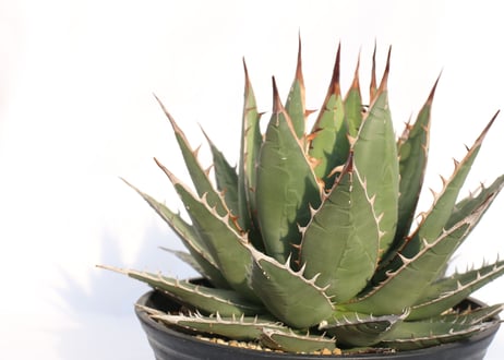 Agave purpusorum  選抜株