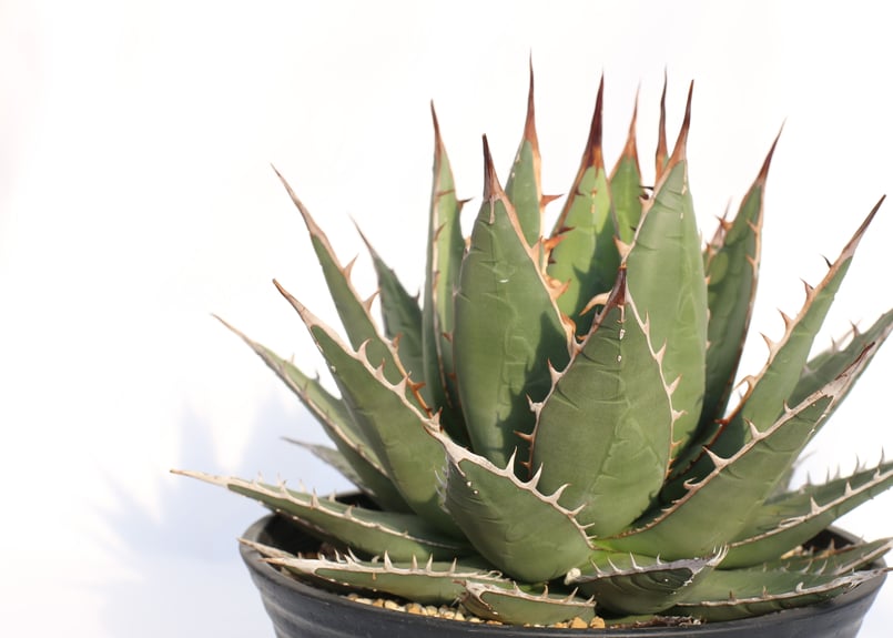 Agave purpusorum 選抜株 | mana's farm:塊根植物・アガベ・ドラ