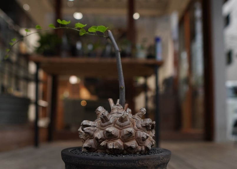 亀甲竜 Dioscorea elephantipes | mana's farm:塊根植物・ア