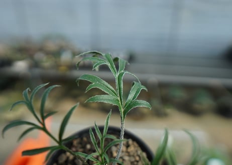 ペラルゴニウム　ビオリフロルム　Pelargonium violiflorum　C13