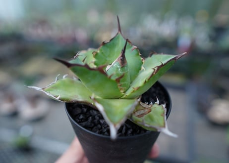 アガベ　チタノタ　ハデス　Agave titanota Hades　No.1