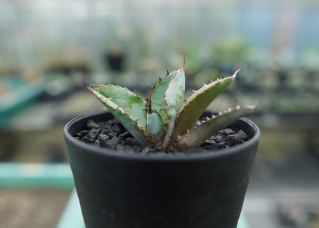 アガベ　チタノタ　 ブラックアンドブルー 　Agave titanota black and blue　No.1