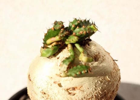 ユーフォルビア ステラータ 飛竜  Euphorbia stellata