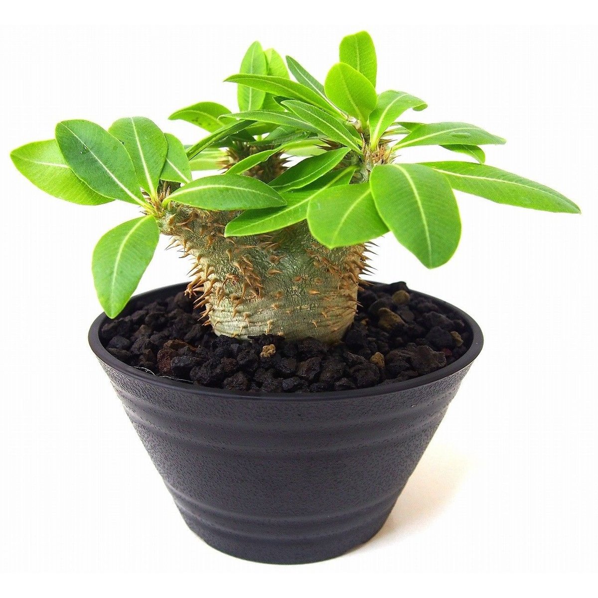 Pachypodium Densicaule パキポディウム デンシカウレ 恵比寿大黒(実生)