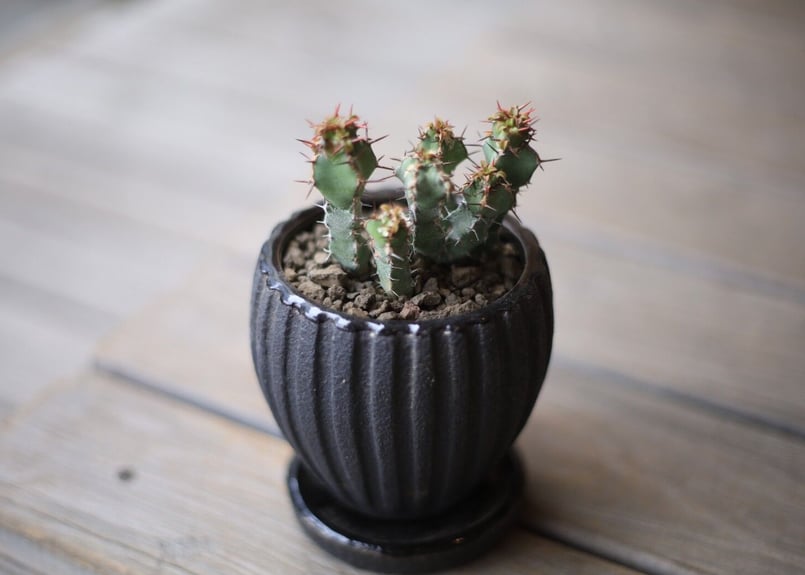 ユーフォルビア SP Euphorbia sp | mana's farm:塊根植物・アガベ・