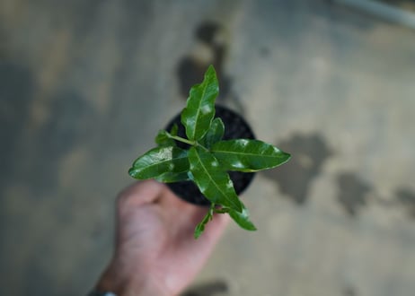 フォッケア　エデュリス　”火星人”　Fockea edulis  No.2