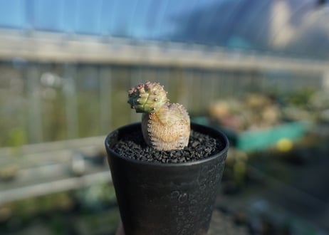 ユーフォルビア　オベサブロー　Euphorbia ObesaBlow