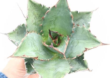 Agave titanota FO-76 compacta dwarf  no.４