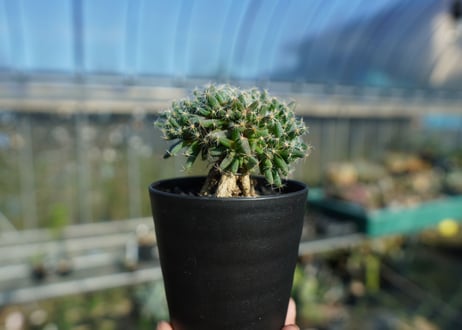 トリコディアデマ　デンサム　Trichodiadema densum  No.5