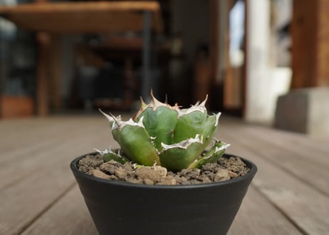 アガベ　チタノタ　鬼爪　雪峰 　Agave titanota “Onitsume Yukimine”