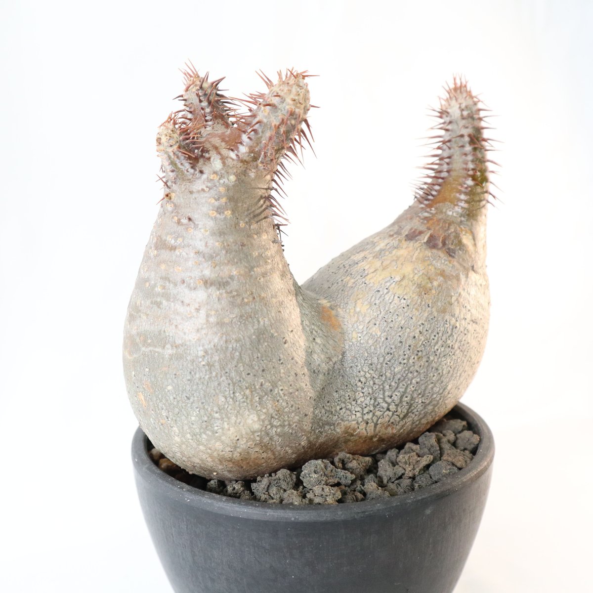 【双頭】パキポデウム・グラキリス パキポディウム グラキリス 双頭株 №2 | mana's farm:塊根植物