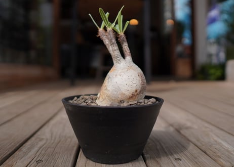 パキポディウム　グラキリス　 Pachypodium Gracilius