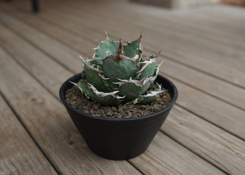 No.031【 AGAVE TITANOTA 】強棘 まん丸 ボールタイプ No.031【 AGAVE TITANOTA 】強棘 まん丸 ボールタイプ