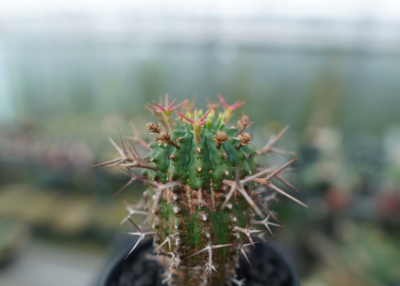 ユーフォルビア 群星冠 Euphorbia stellispina | mana's farm