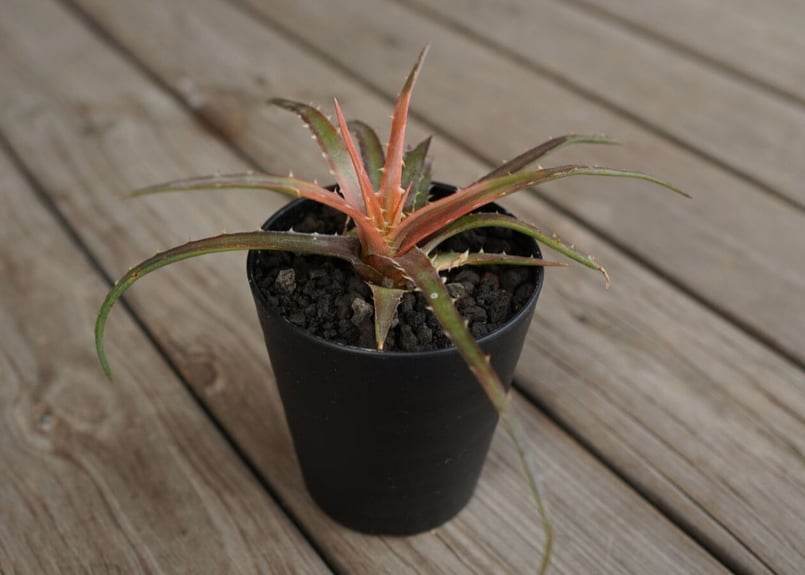 ディッキア アンダマン Dyckia andaman | mana's farm:塊根植物・ア