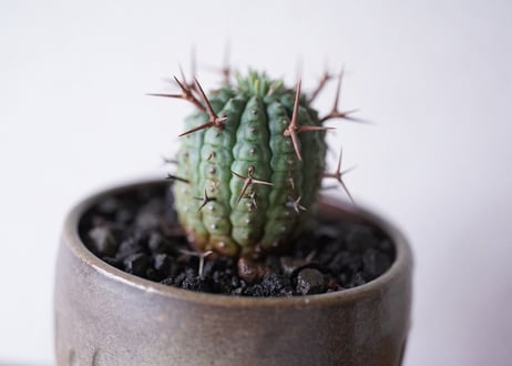 Euphorbia stellispina