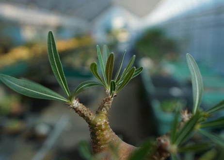 パキポディウム　グラキリス　 Pachypodium Gracilius  No.5