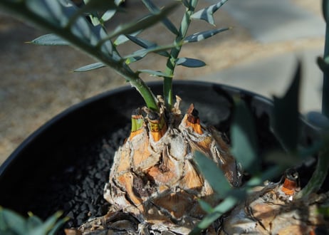 エンセファラルトス　 ホリダス　Encephalartos horridus