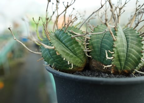 ユーフォルビア　スーパーバリダ　Euphorbia super valida  No.1
