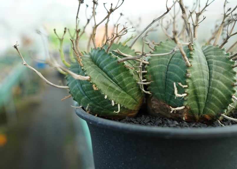 ユーフォルビア スーパーバリダ Euphorbia super valida No.1 |