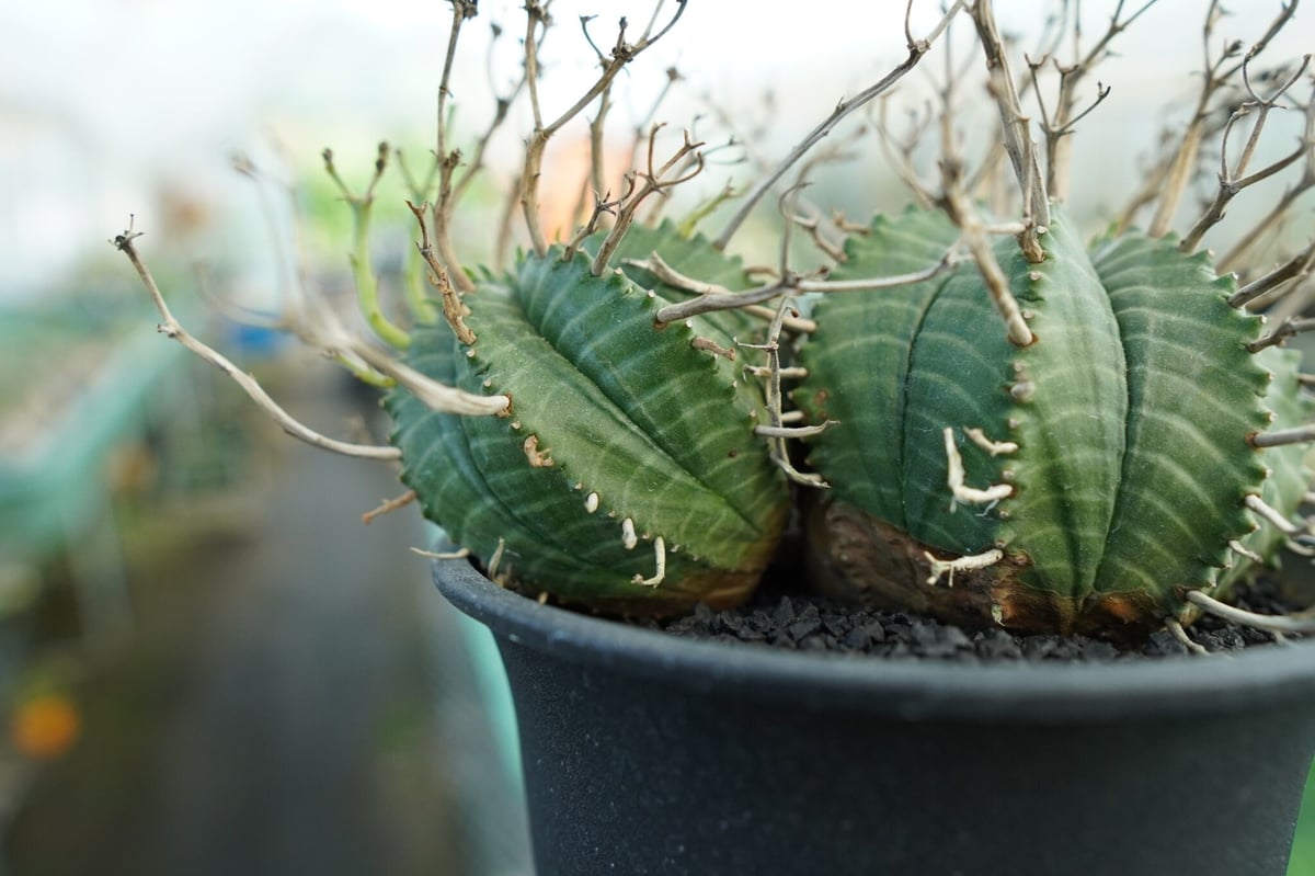 ユーフォルビア スーパーバリダ Euphorbia super valida No.1 | ...