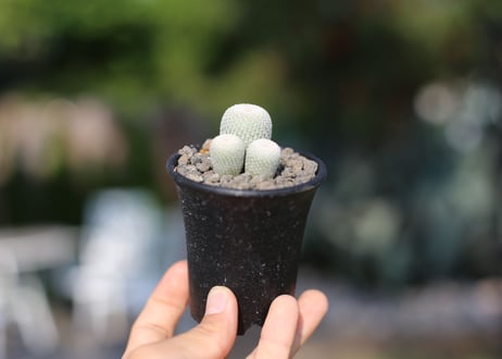 サボテン　月世界