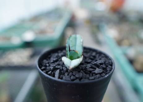 アガベ　チタノタ　 ブラックアンドブルー 　Agave titanota black and blue　No.17