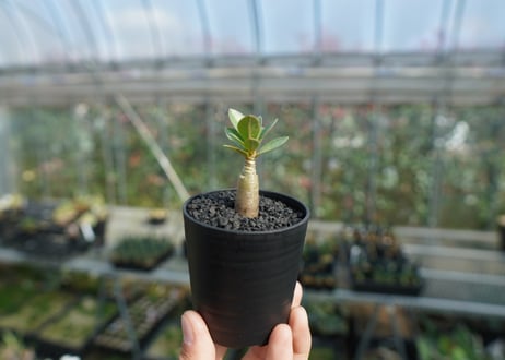 アデニウム　Adenium  No.10