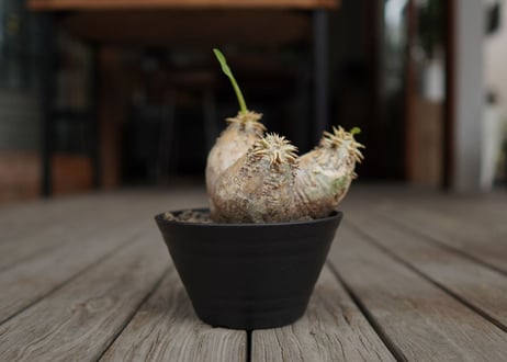 パキポディウム　エブレネウム　Pachypodium eburneum