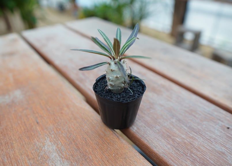 パキポディウム グラキリス 沖縄実生株 | mana's farm:塊根植物